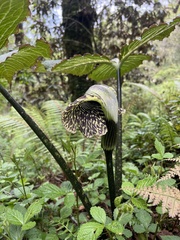 Arisaema griffithii