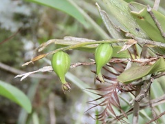Epidendrum rigidum