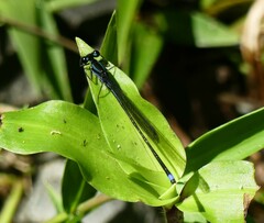 Argia indicatrix