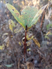 Lonicera villosa