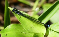 Argia indicatrix