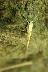Stathmopoda