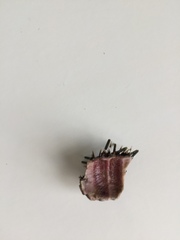 Evechinus chloroticus