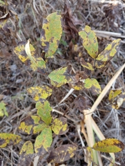 Lonicera villosa