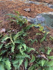 Polypodium
