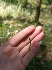 Tricoryne anceps