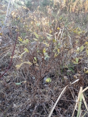 Lonicera villosa