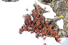 Epacris alpina