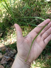 Tricoryne anceps