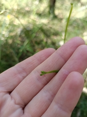 Tricoryne anceps