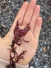 Calliarthron tuberculosum