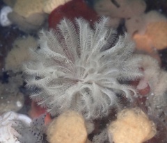 Eudistylia polymorpha