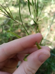 Tricoryne anceps