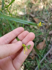 Tricoryne anceps