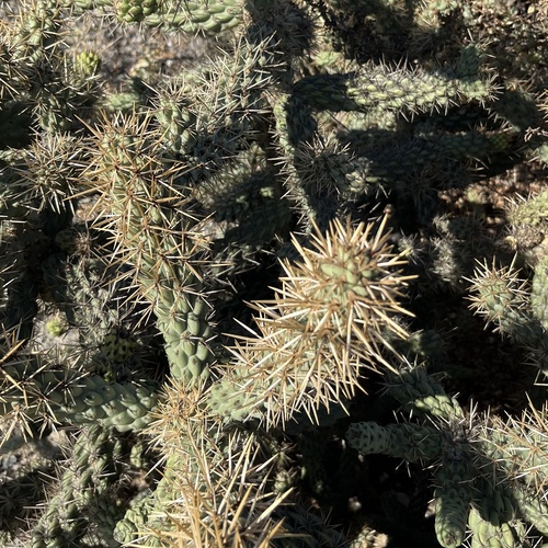 iNaturalist observation photo of Coast Cholla