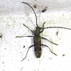 Mallocera