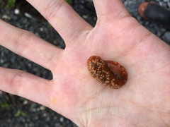 Aplidium benhami