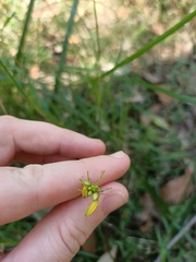 Tricoryne anceps