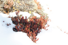 Epacris alpina