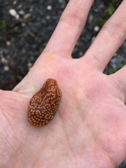 Aplidium benhami