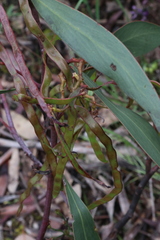 Acacia pycnantha