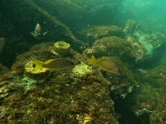 Lutjanus argentiventris