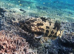 Epinephelus fuscoguttatus