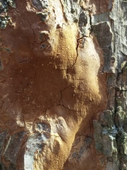 Fomitiporia punctata