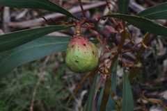 Acacia pycnantha