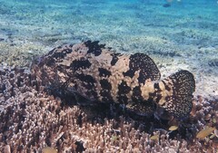 Epinephelus fuscoguttatus