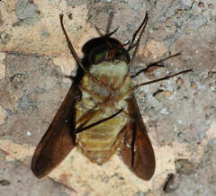 Fidena pseudoaurimaculata