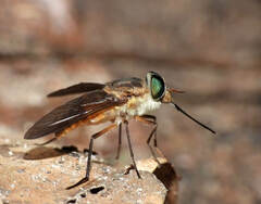 Fidena pseudoaurimaculata