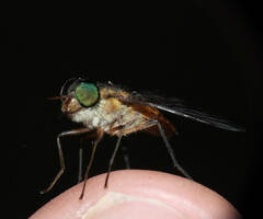 Fidena pseudoaurimaculata