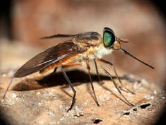 Fidena pseudoaurimaculata