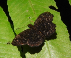 Staphylus ascalaphus