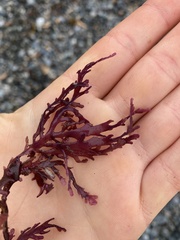 Calliarthron tuberculosum