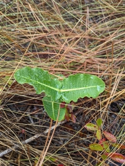 Asclepias