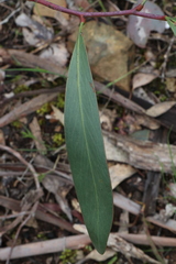 Acacia pycnantha