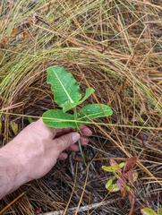 Asclepias
