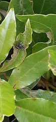 Phiale roburifoliata