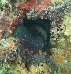 Cephalopholis panamensis