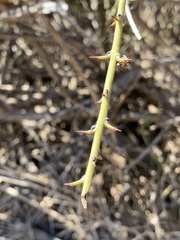 Adolphia californica