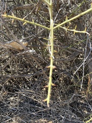Adolphia californica