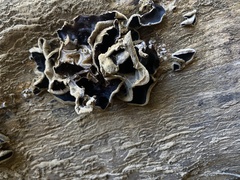 Auricularia polytricha