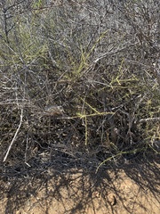 Adolphia californica