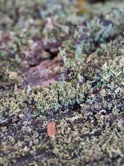 Cladonia parasitica