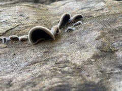 Auricularia polytricha