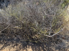 Adolphia californica