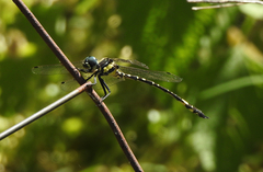 Parasynthemis regina