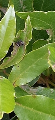 Phiale roburifoliata